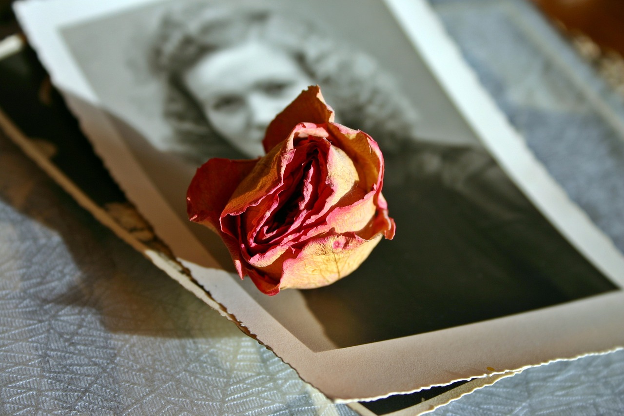 memory, rose, blossom